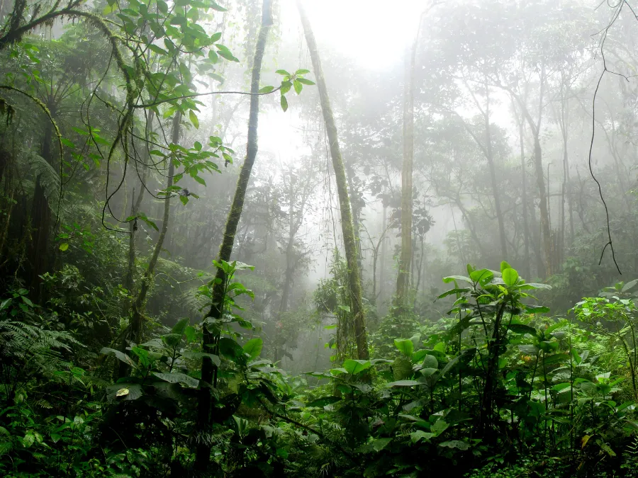 Sinharaja & Knuckles